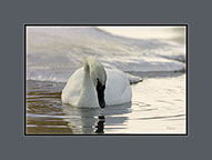 Trumpter Swan